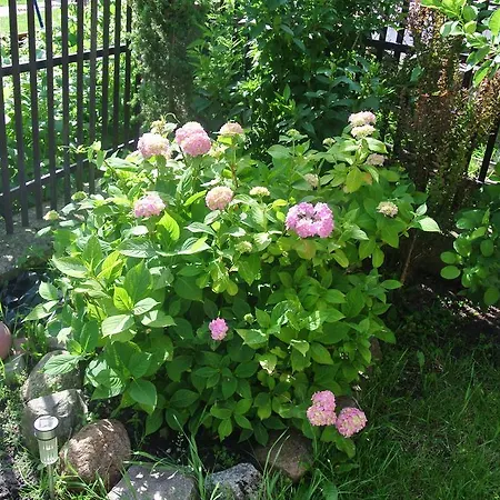 Moka Grzybowo (West Pomeranian)